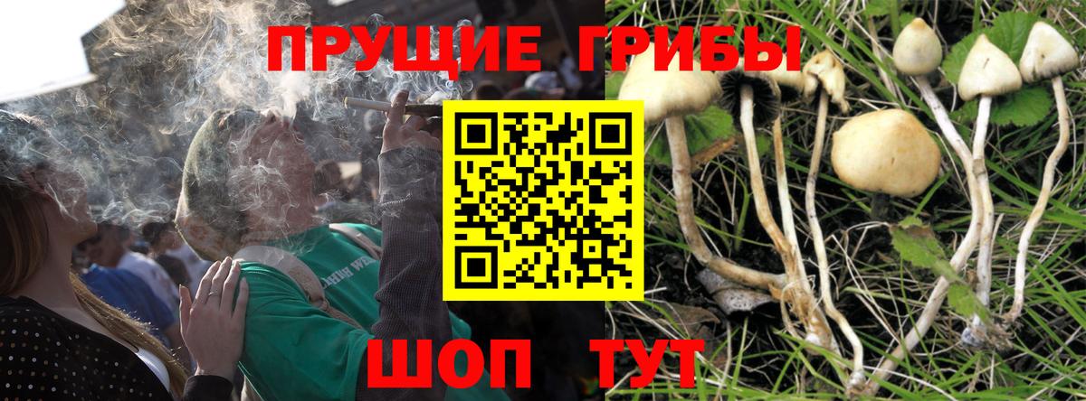 Псилоцибиновые грибы Cubensis Кандалакша
